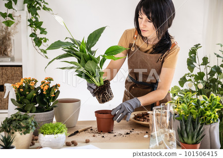 Woman home gardener transplanting white peace lily in flowerpot Woman home gardener transplanting white peace lily in flowerpot 101506415