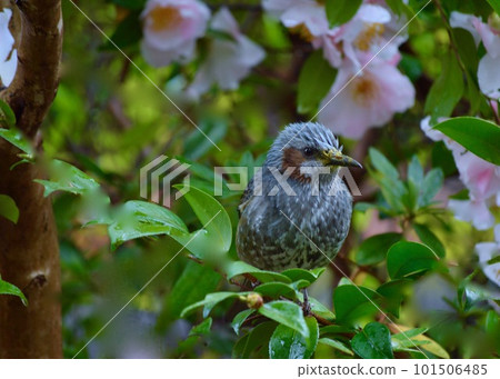 前來吸取山茶花花蜜的棕耳鵯。 101506485