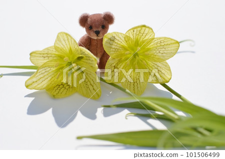 Cream colored fragrant lily flower and teddy bear Cream colored fragrant lily flower and teddy bear 101506499