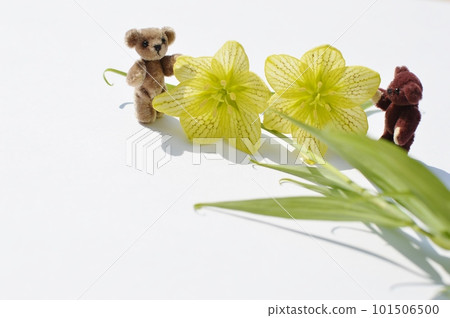 Cream colored fragrant lily flower and teddy bear Cream colored fragrant lily flower and teddy bear 101506500