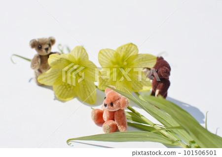 Cream colored fragrant lily flower and teddy bear 101506501