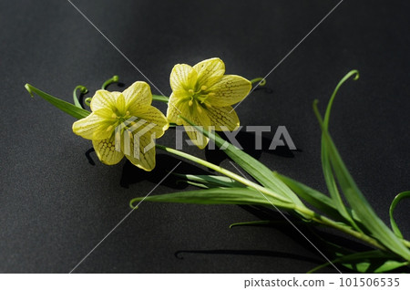A cream-colored bimo lily flower on a black background A cream-colored bimo lily flower on a black background 101506535