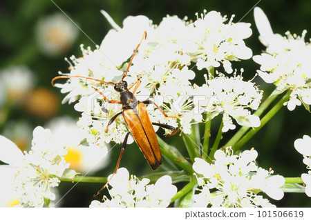 Peach red longhorn beetle perched on an Orlea flower 101506619