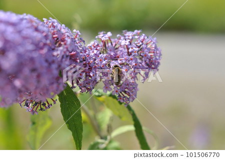 Closeup of a bee on a blooming purple Buddlea, butterfly bush 101506770