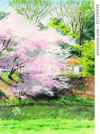 模擬水彩風景畫櫻花盛開的染井吉野-插圖素材[101506848] - PIXTA圖庫