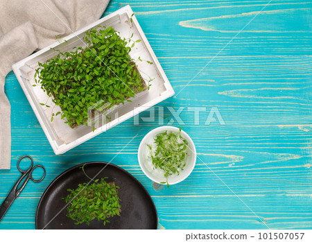 Microgreens in a white wooden box, cut sprouts on a plate and vintage scissors. Top view on blue wooden background. Microgreens in a white wooden box, cut sprouts on a plate and vintage scissors. Top view on blue wooden background. 101507057