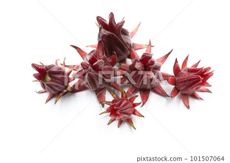 Hibiscus flowers on a white background. Isolate 101507064