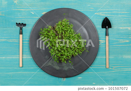 Micro-greenery in a pot on a black plate and miniature gardening tools. Top view on a blue wooden background, with space 101507072