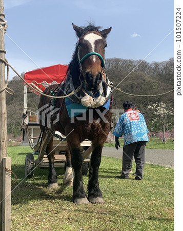 Tenshochi Horse Sightseeing Carriage Tenshochi Horse Sightseeing Carriage 101507224