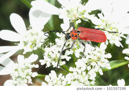 Benika Mikiri perching on Orrea flowers 101507290