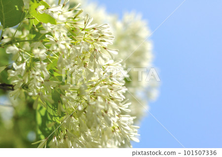 What a monja flower What a monja flower 101507336