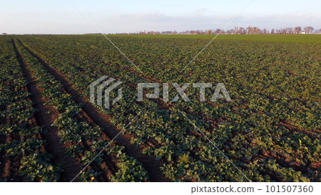 Flying over field of green leaves sugar beets planted before winter at sunset at dawn. Aerial drone view. Agro-industrial agricultural farm fields. Industrial cultivation of sugar beet. Agrarian field Flying over field of green leaves sugar beets planted before winter at sunset at dawn. Aerial drone view. Agro-industrial agricultural farm fields. Industrial cultivation of sugar beet. Agrarian field 101507360