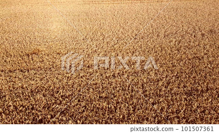 Wheat field. Field ears spikes of ripe wheat. Golden ripened wheat grains. Wheat grain harvest. Agricultural agrarian field. Harvesting land. Growing cultivation agricultural crops. Aerial drone view 101507361