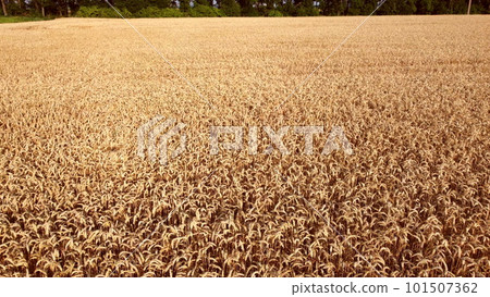 Wheat field. Field ears spikes of ripe wheat. Golden ripened wheat grains. Wheat grain harvest. Agricultural agrarian field. Harvesting land. Growing cultivation agricultural crops. Aerial drone view 101507362