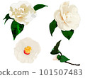 White camellia illustration set 101507483
