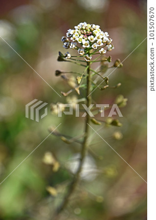 Wild grass that blooms in the field in early spring, small white flowers of the shepherd's purse 101507670