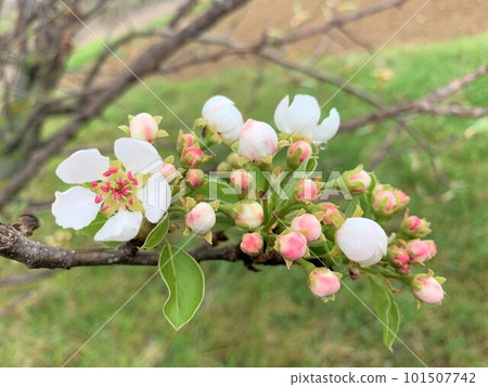 Pear flower Pear flower 101507742