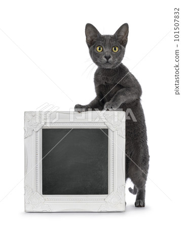 Korat cat kitten on white background 101507832