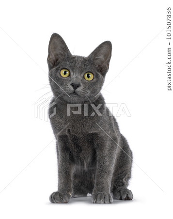 Korat cat kitten on white background 101507836