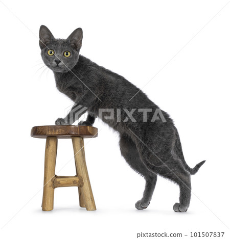 Korat cat kitten on white background 101507837