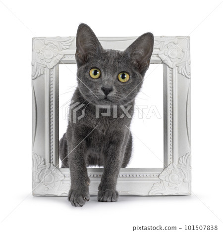 Korat cat kitten on white background Korat cat kitten on white background 101507838