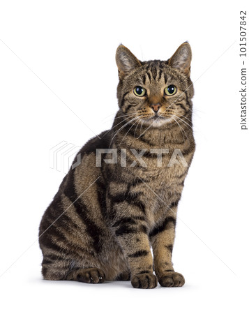 European Shorthair cat on white background 101507842