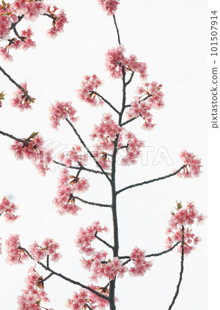 Kawazu Sakura (Kamitski) 101507914