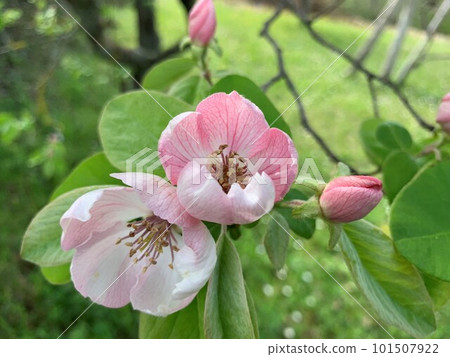 Flowers of quince Flowers of quince 101507922