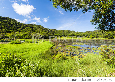 Beautiful Dongyuan Wetland Park in Pingtung, Taiwan. 101508070