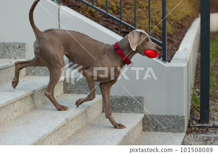 Weimaraner runs down the city stairs with a toy in his mouth. Dog go for a walk Weimaraner runs down the city stairs with a toy in his mouth. Dog go for a walk 101508089
