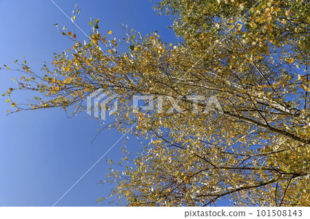 Yellowing birch foliage in October Yellowing birch foliage in October 101508143