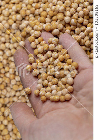 Dry hard yellow peas for cooking porridge Dry hard yellow peas for cooking porridge 101508165