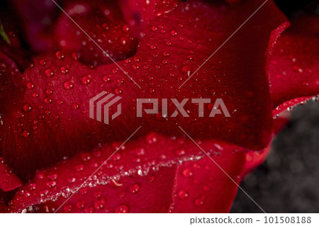 Beautiful fresh red rose in water drops Beautiful fresh red rose in water drops 101508188
