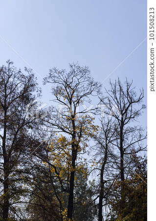 Branches of trees without foliage in mid-autumn 101508213