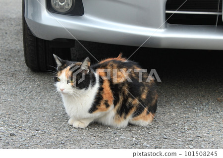 車前的三色貓 車前的三色貓 101508245