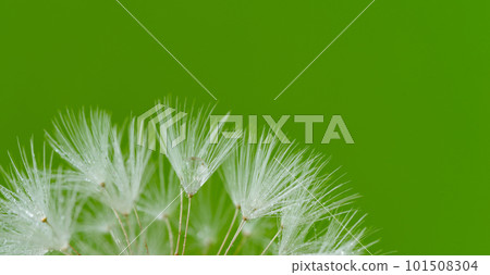 Wet dandelion fluff 101508304