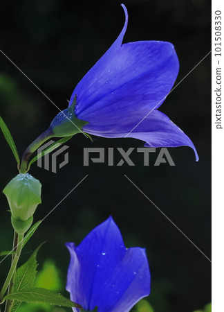 在黑暗的背景的意想不到的風鈴草花 101508330