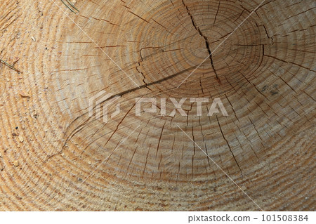 Red spruce stump Annual rings Red spruce stump Annual rings 101508384