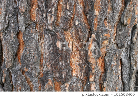 Picea glehnii bark Picea glehnii bark 101508400