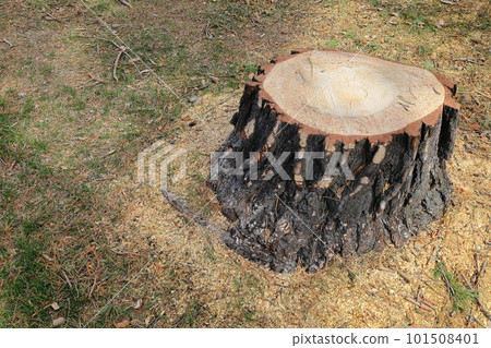 A stump of a felled Sakhalin spruce 101508401