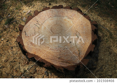 A stump of a felled Sakhalin spruce 101508408