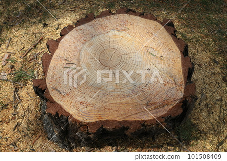 A stump of a felled Sakhalin spruce 101508409