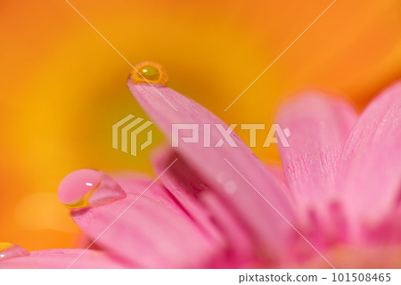 Water droplets on a flower taken with a macro lens Water droplets on a flower taken with a macro lens 101508465