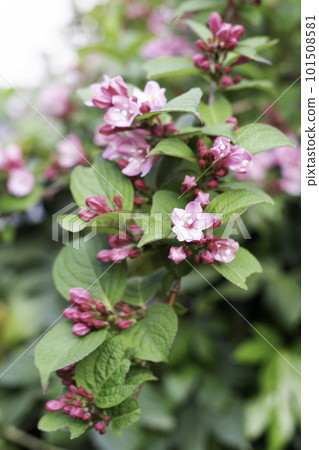 杜鵑花的花 杜鵑花的花 101508581