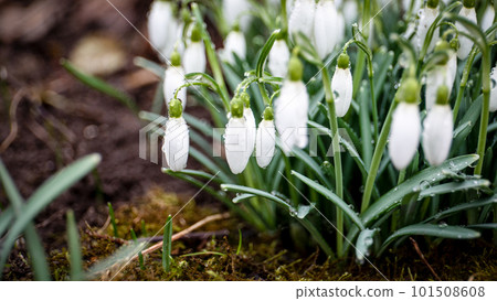 First spring snowdrop flowers. Water drops. Horizontal banner First spring snowdrop flowers. Water drops. Horizontal banner 101508608