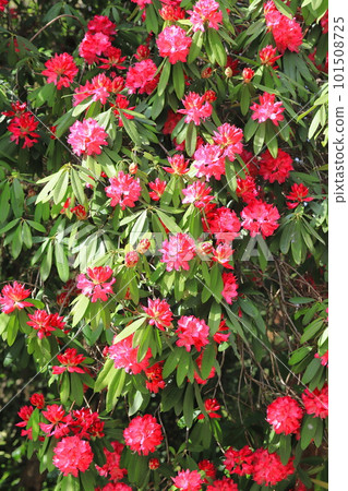 Rhododendron flowers in full bloom "Sun" 101508725