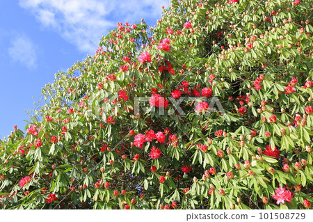 Rhododendron flowers in full bloom "Sun" 101508729
