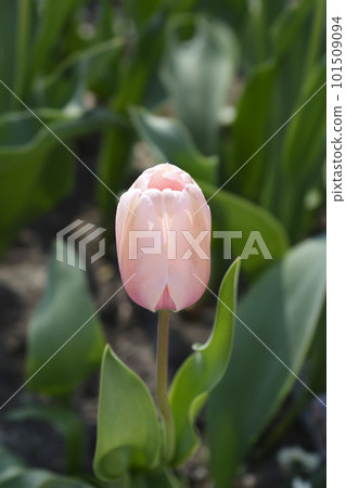 Tulip Salmon Impresion Tulip Salmon Impresion 101509094