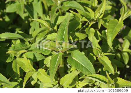 Bee balm Panorama Bee balm Panorama 101509099