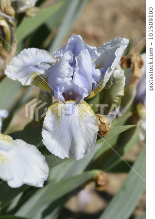 Intermediate bearded iris Palm Springs 101509100
